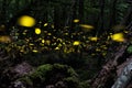 Firefly. Night In The Forest With Fireflies.