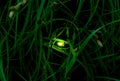 Firefly. At night the glowworm is shone Royalty Free Stock Photo