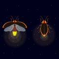 Firefly with open and closed wings