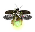 Firefly with open wings top view symmetrically decorated with flowers and leaves