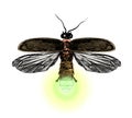 Firefly with open wings top view symmetrically