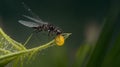 A firefly perched on a dew-covered spider web.