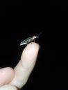 Firefly posing on finger Royalty Free Stock Photo