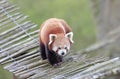 Firefox, the Red Panda Ailurus fulgens Royalty Free Stock Photo