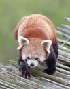 Firefox, the Red Panda Ailurus fulgens Royalty Free Stock Photo