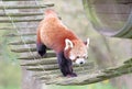 Firefox, the Red Panda Ailurus fulgens Royalty Free Stock Photo