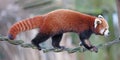 Firefox, the Red Panda Ailurus fulgens Royalty Free Stock Photo