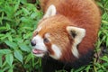 Firefox, the Red Panda in Chengdu, China Royalty Free Stock Photo