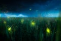 Firegly on a grass field at night Royalty Free Stock Photo