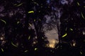 Fireflies light trails at dusk sunset in nanacamilpa tlaxcala mexico