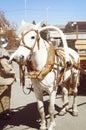 A fireman`s man holds a white horse drawn in a cart under the br