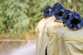 Firemen using water from hose for fire fighting at fire fight training of insurance group.Firefighter wearing a fire suit for