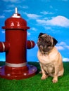 Fireplug Pug Royalty Free Stock Photo