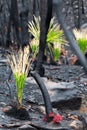 Fireproof plants and trees regenerating after bush fire