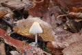 Firerug-inkcap Royalty Free Stock Photo