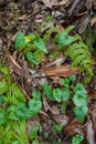 Foliage, Fires Creek, Nantahala National Forest, NC