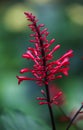 A Firespike bloom . Bright red . Vertical Royalty Free Stock Photo