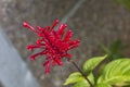 Firespike flower