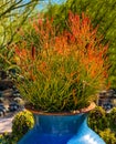 Firestick Cactus Vertical Garden Royalty Free Stock Photo