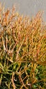 Gardening Series: Firestick - Euphorbia Tirucalli - Toxic Plant Royalty Free Stock Photo