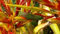 Firestick Gecko on the Big Island