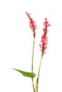 Firetail flowers and foliage Royalty Free Stock Photo