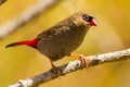 Firetail Stagnopleura Bella Tasmania