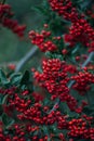 Firethorn berries red bush, evergreen shrub, pyracantha sp Royalty Free Stock Photo