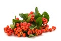 Firethorn branch with berries Royalty Free Stock Photo