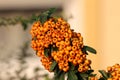 Firethorn or Pyracantha thorny evergreen shrub plant with orange berries in single bunch surrounded with dark green leaves planted