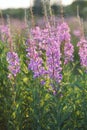 Fireweed