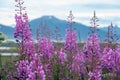 Fireweed