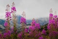 Fireweed Royalty Free Stock Photo