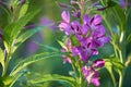 Fireweed Royalty Free Stock Photo