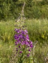 Fireweed Royalty Free Stock Photo