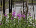 Fireweed Alaska