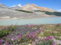 Jasper National Park, Fireweed along Meltwater Creek at Athabasca Glacier, Alberta, Canada Royalty Free Stock Photo