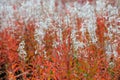 Fireweed in the autumn, sweden Royalty Free Stock Photo