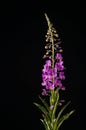 Fireweed on Black Royalty Free Stock Photo