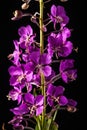 Fireweed Bloom on Black Royalty Free Stock Photo