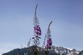 Fireweed in Bloom, Haines Alaska Royalty Free Stock Photo