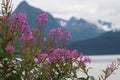 Fireweed in Bloom with Mountains in Background