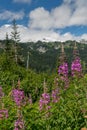 Fireweed Bloom in Mountains