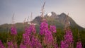 Blooming Alaskan Fireweed with Kenai Mountains