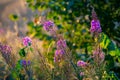 Fireweed blooming, chamerion angustifolium