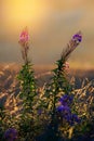 Fireweed blooming, chamerion angustifolium