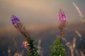 Fireweed blooming, chamerion angustifolium