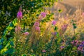 Fireweed blooming, chamerion angustifolium