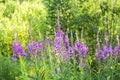 Fireweed blooming, finnish summer