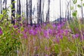 Fireweed blooming after forest fire